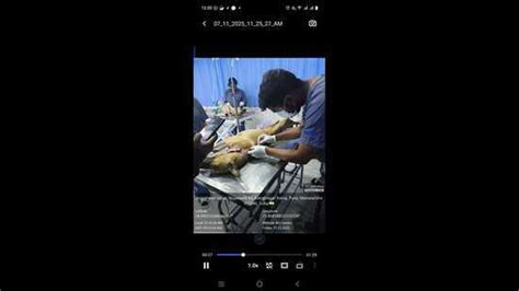 PMC becomes first civic body in Maha to microchip stray dogs