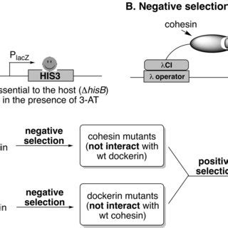 Image result for Negative Selection
