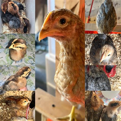 Starlight Green Eggers? : r/BackYardChickens