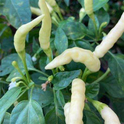 White Pepper Plant