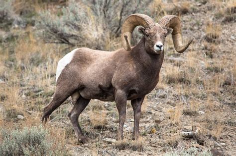 Bighorn Sheep Origin: History, Habitat, and Evolution