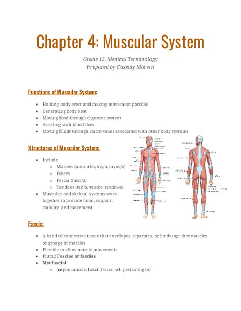 Chapter 4- Muscular System Notes - Chapter 4: Muscular System Grade 12 ...