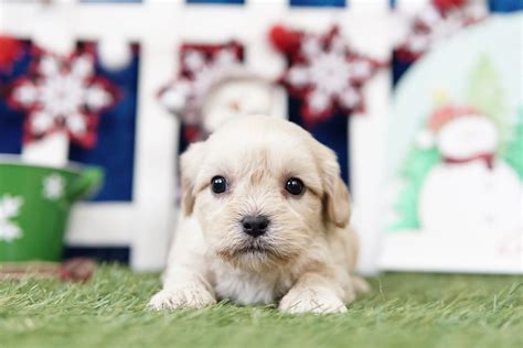 Cockapoo — Heritage Puppies