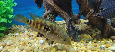 Sexing Jack Dempseys | Cichlid Fish Forum