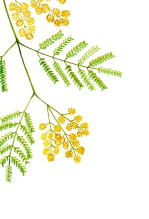 Women's Clothing Collection| Nicobar