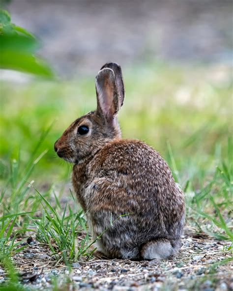 A Comprehensive Guide to Rabbit Symbolism: Everything You Need to Know ...