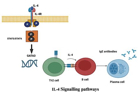 IL4pred2: Prediction and Desigining of IL4-inducing Peptides