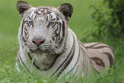 White Tiger - Large Art Prints by Sanjeev Iddalgi | Buy Posters, Frames ...