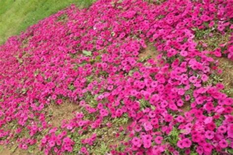 5月の雑草たち（ピンクの花） - ワイルド・ガーデン