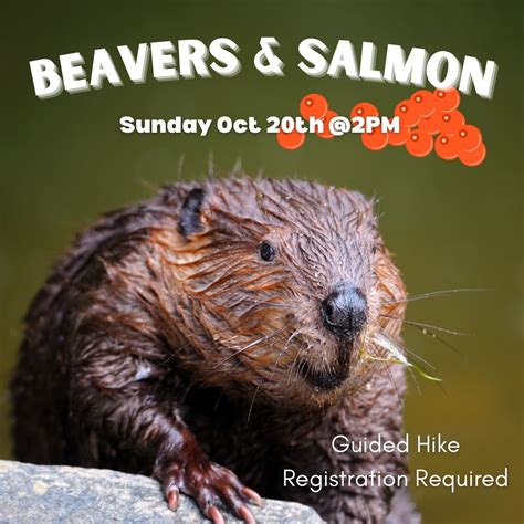 Beavers & Salmon Hike ?, 32750 Eagle River Rd, Eagle River, AK, 20 ...