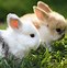 Image result for A Cute Bunny
