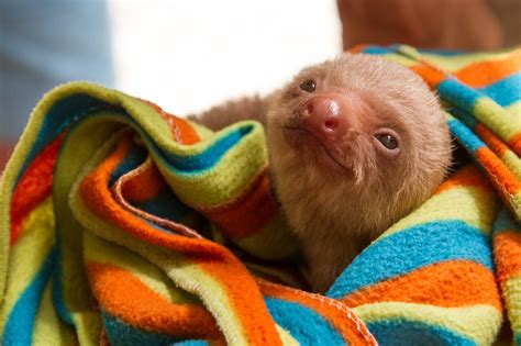 Costa Rica Sloths
