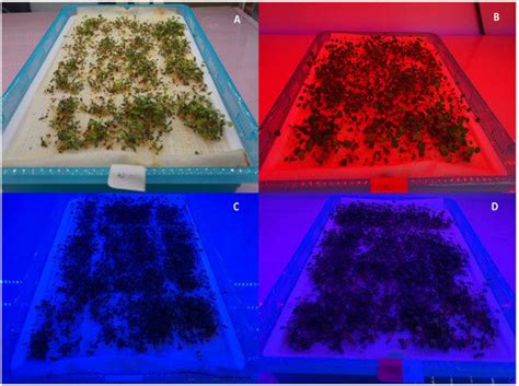 Light Quality Plays a Crucial Role in Regulating Germination ...