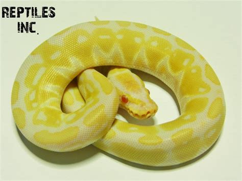 Image result for Leucistic Albino Ball Python