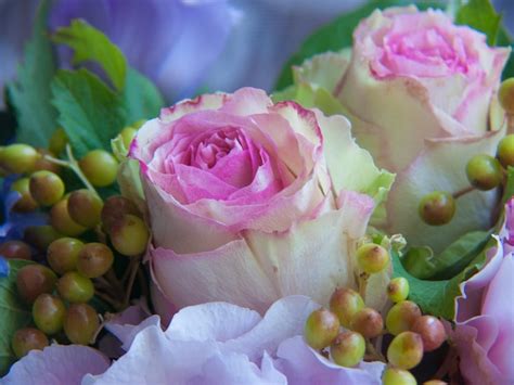 Seite 5 | Wunderschoene rosen Bilder - Kostenloser Download auf Freepik