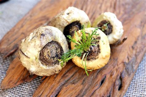 Image result for Maca Root Copy Right Free Images