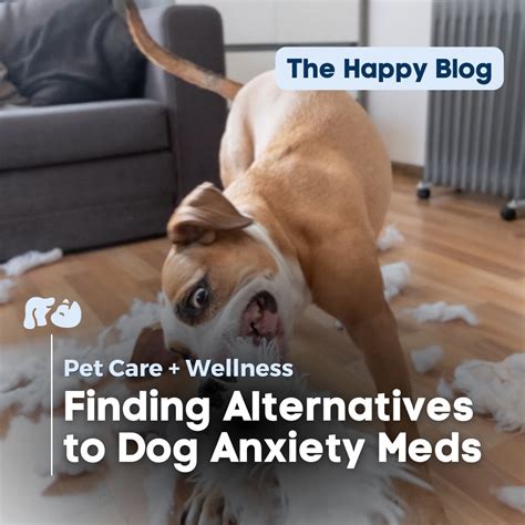 The Best Alternatives for Dog Anxiety Meds The Happy Pets Blog- Happy Hounds