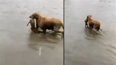 Karnataka floods: Dog saves puppy from drowning; video goes viral ...