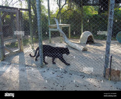 Lilly the black leopard rescue in her enclosure at the Octagon Wildlife ...