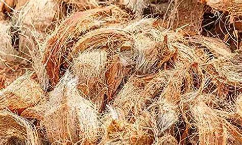 Coconut coir has anti-cancerous qualities: Research