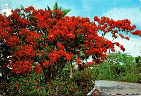 Flower Native To Puerto Rico | Best Flower Site