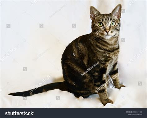 Tabby Bengal Mix Cat Stock Photo 1203631462 | Shutterstock