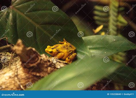 Panamanian Golden Frog Atelopus Zeteki is Rare Stock Photo - Image of ...
