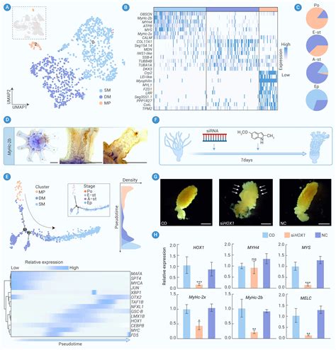 Molecular and cellular basis of life cycle transition provides new insights into ecological ...