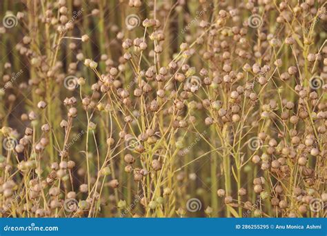 Close Up of Flax Seed Plants Stock Image - Image of flower, leaf: 286255295