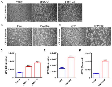 Canine Circovirus Suppresses the Type I Interferon Response and Protein ...
