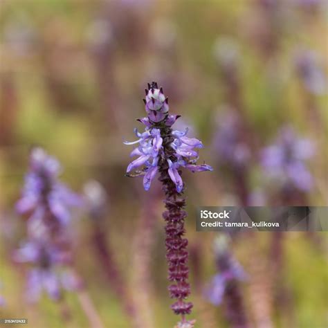 Blue Flowers Of Coleus Comosus Scaredy Cat Plant Stock Photo - Download ...