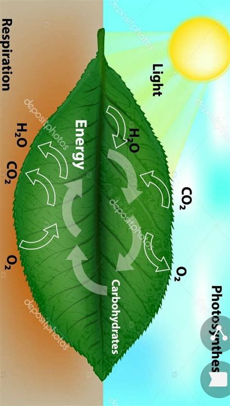 Draw Leaf as a respiratory organ - Brainly.in