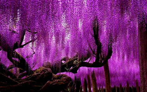 Image result for Purple Tree