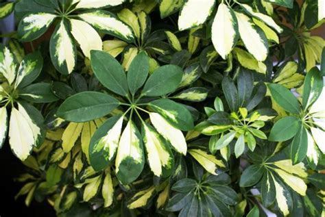 Schefflera Tree Invasive Florida 的图像结果
