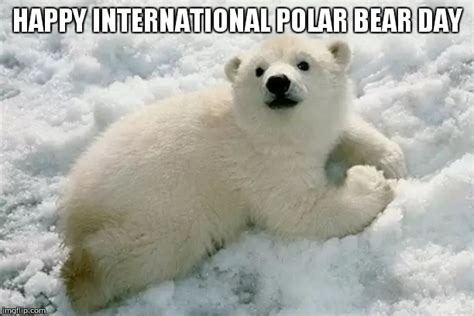 Animation Memes Polar Summit 的图像结果