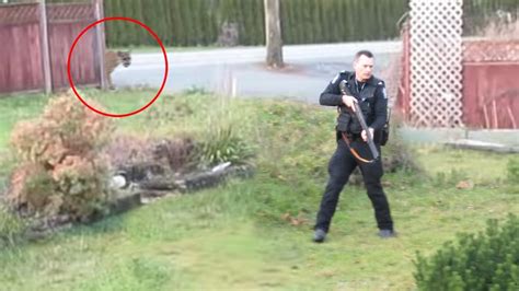 Image result for Terrifying Lion Encounters