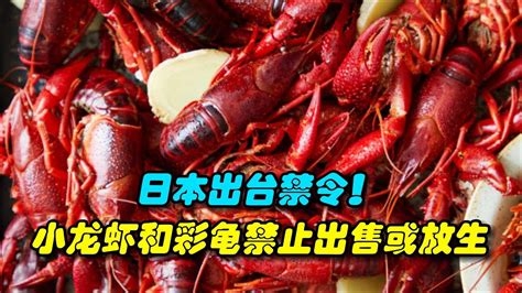 日本出台禁令！小龙虾和彩龟列为“特定外来生物”，禁止出售或放生 - YouTube
