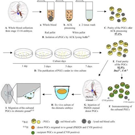 Image result for Process Germline Tissue Sample