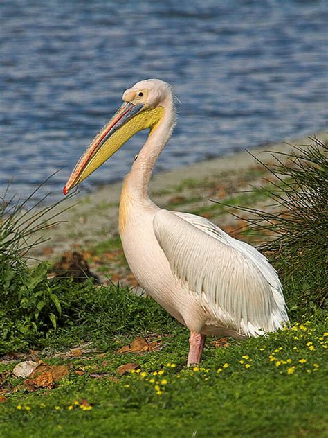 Interesting Facts about the Louisiana State Bird - Brown Pelican - Bird ...