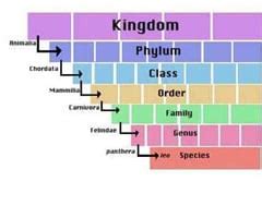 Image result for Classification System GCSE