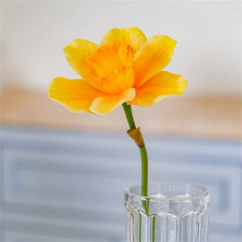 Daffodil Flower