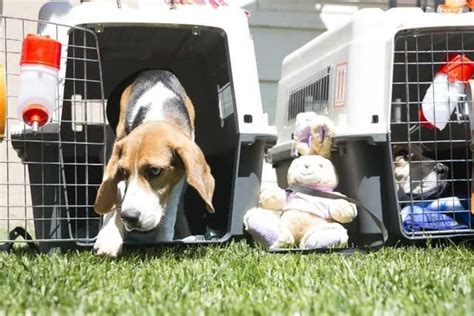 Experiments with Dogs 的图像结果