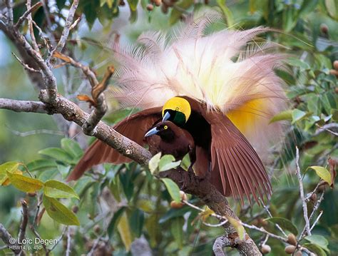 Mindblowing Planet Earth: Greater Bird of Paradise