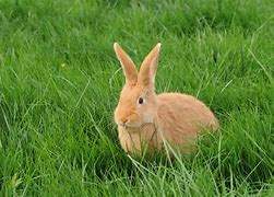 Image result for Baby Rabbit in Grass