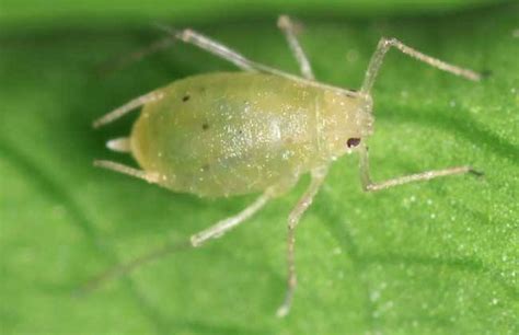 现在蚜虫活动开始猖獗，同时也是防治蚜虫的好时候，你知道吗？-绿宝园林网