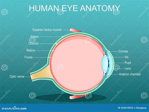 Eye Anatomy. Vertical Cross Section of the Human Eye Stock Vector ...