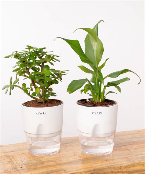 Shop Lucky Indoor Jade Plant (Crassula Ovata)-Jade Tree – shop.kyari