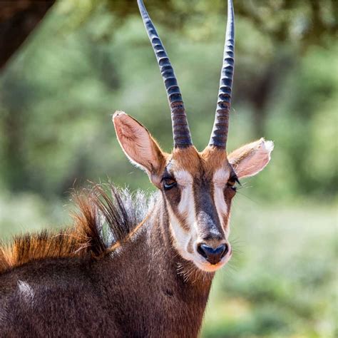 South African Antelope Species
