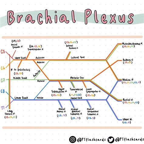 How to Draw the Brachial Plexus Diagram