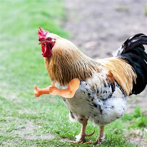 Buy Toy Arm,Chicken Arms Toy Original Chicken T-Rex Arms Amazing ...